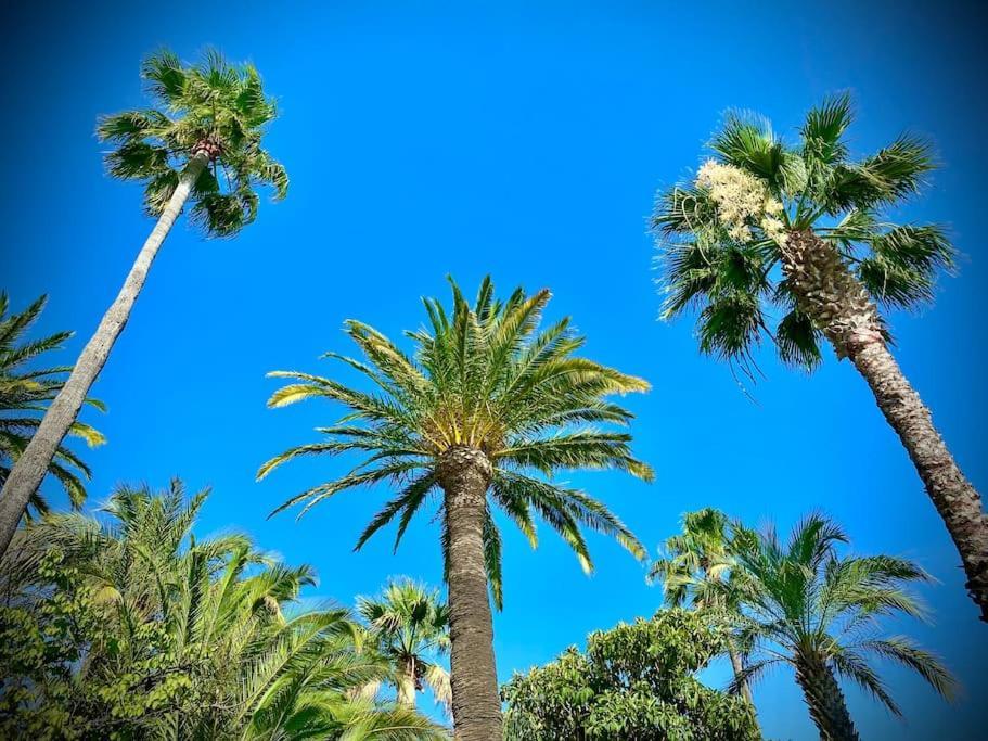 Port-Frejus, Le Paladien, Appartement 2 Pieces Climatise, Terrasse & Parking 外观 照片